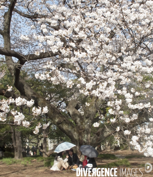 Floraison des cerisiers au japon