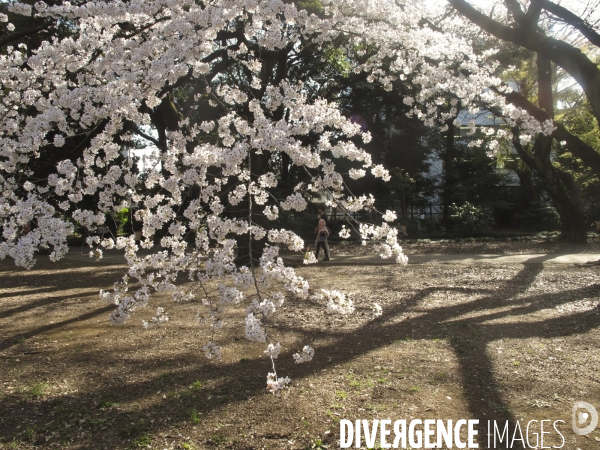 Floraison des cerisiers au japon