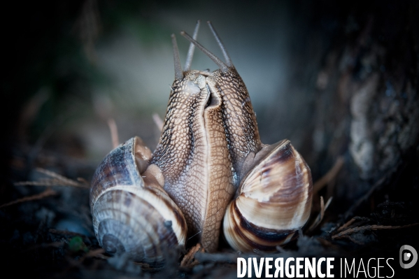 Accouplement des escargots