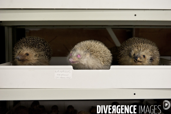 Une espèce d odyssée : la zoothèque du Muséum national d histoire naturelle.