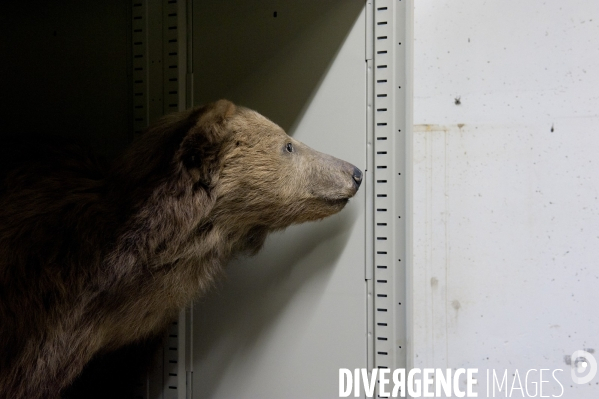 Une espèce d odyssée : la zoothèque du Muséum national d histoire naturelle.