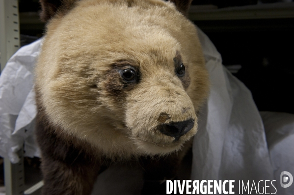 Une espèce d odyssée : la zoothèque du Muséum national d histoire naturelle.