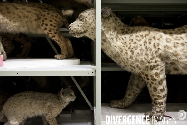 Une espèce d odyssée : la zoothèque du Muséum national d histoire naturelle.