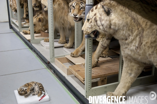 Une espèce d odyssée : la zoothèque du Muséum national d histoire naturelle.