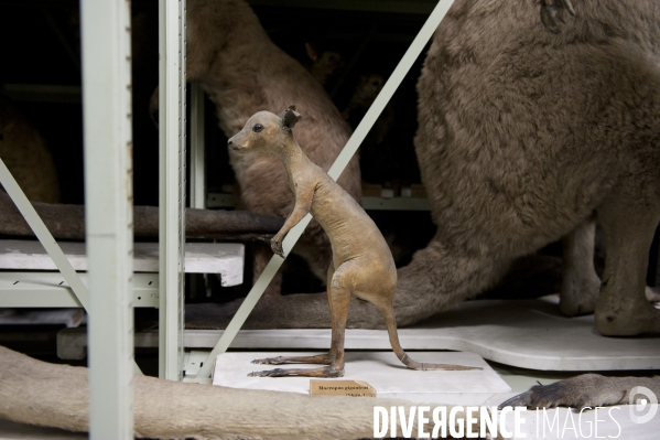 Une espèce d odyssée : la zoothèque du Muséum national d histoire naturelle.