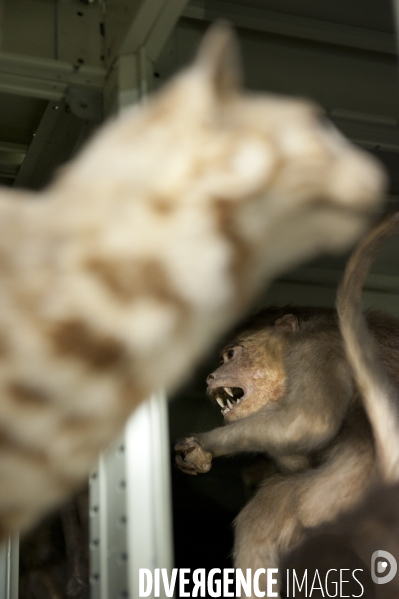 Une espèce d odyssée : la zoothèque du Muséum national d histoire naturelle.