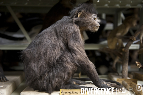 Une espèce d odyssée : la zoothèque du Muséum national d histoire naturelle.