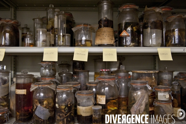 Une espèce d odyssée : la zoothèque du Muséum national d histoire naturelle.