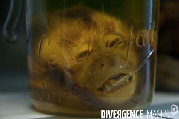 Une espèce d odyssée : la zoothèque du Muséum national d histoire naturelle.
