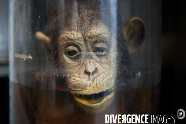 Une espèce d odyssée : la zoothèque du Muséum national d histoire naturelle.