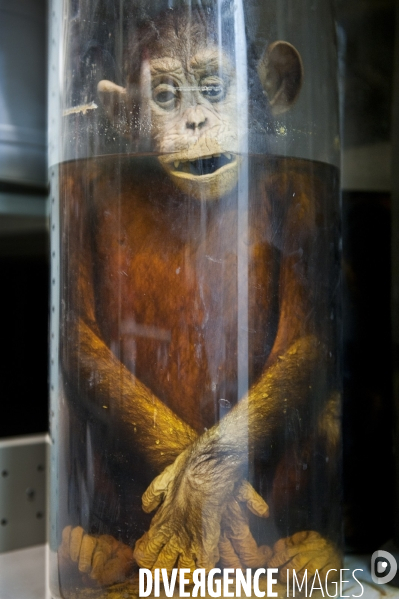 Une espèce d odyssée : la zoothèque du Muséum national d histoire naturelle.