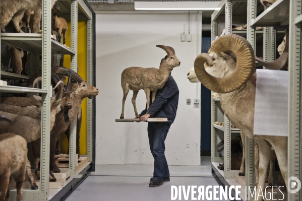 Une espèce d odyssée : la zoothèque du Muséum national d histoire naturelle.