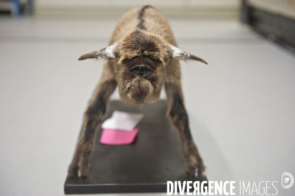 Une espèce d odyssée : la zoothèque du Muséum national d histoire naturelle.