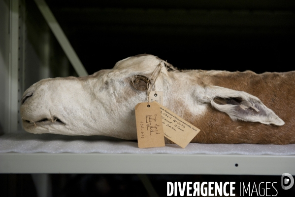 Une espèce d odyssée : la zoothèque du Muséum national d histoire naturelle.