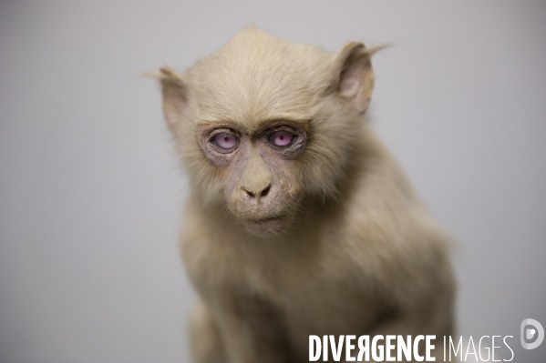 Une espèce d odyssée : la zoothèque du Muséum national d histoire naturelle.