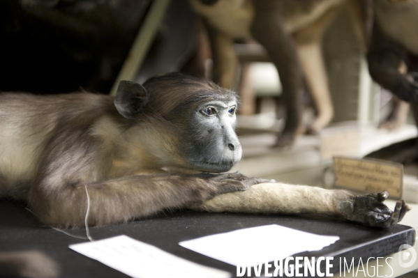 Une espèce d odyssée : la zoothèque du Muséum national d histoire naturelle.