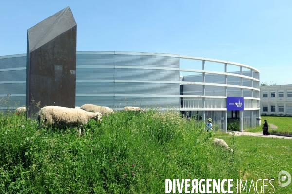 Eco-paturage et transhumance dans le 93 sur le campus de l universite Paris 13 a Villetaneuse