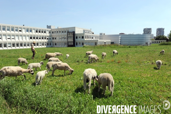 Eco-paturage et transhumance dans le 93 sur le campus de l universite Paris 13 a Villetaneuse