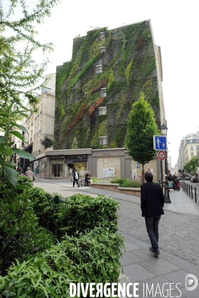 Illustration Juin 2013.Mur vegetal plante sur un mur pignon  en plein coeur de la Silicon Sentier dans le deuxieme arrondissement