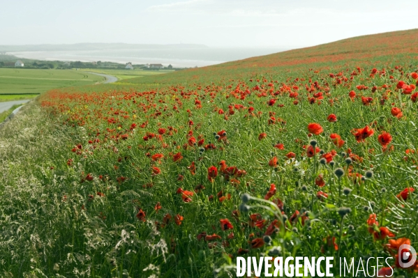 Illustration Juin 2013. Un champ de ble couvert de  coquelicots au cap gris nez, grand site national