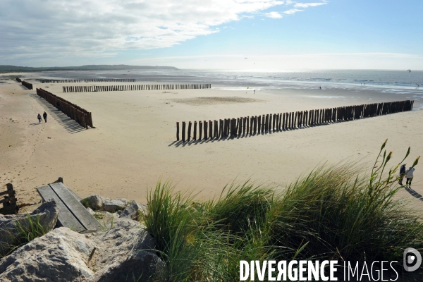 Illustration Juin 2013.Des pieux et des epis plantes dans le sable de la plage de la baie de Wissant afin de lutter contre l erosion des dunes