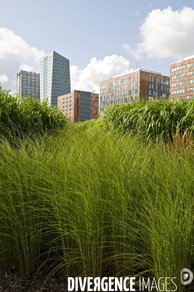 La nature dans la ville -Série 01.Lille.Le jardin des geants.Amenagement paysager en prolongement du parvis des Nuages,