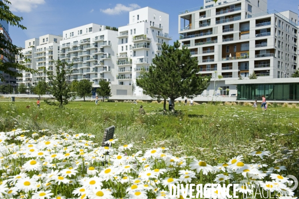 La nature dans la ville -Série 01Printemps au .parc de Billancourt.Un champ de marguerites