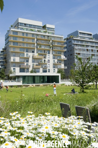 La nature dans la ville -Série 01Printemps au .parc de Billancourt.Un champ de marguerites