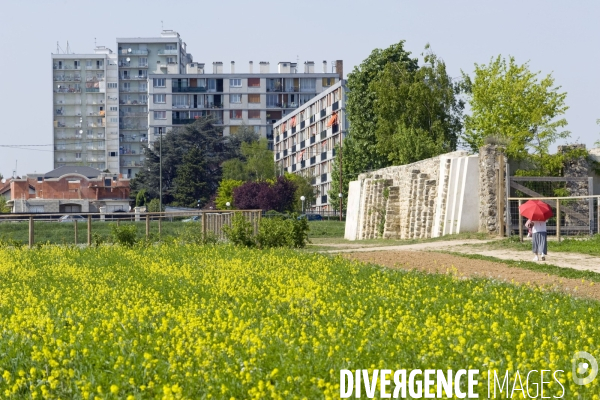 La nature dans la ville -Série 01.Vitry sur Seine.Le parc du coteau en fleurs