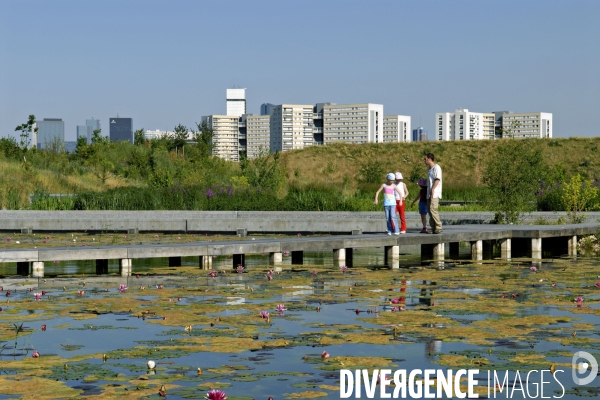 La nature dans la ville -Série 01.Nanterre.Nenuphars et bassin filtrant au parc du chemin de l ile