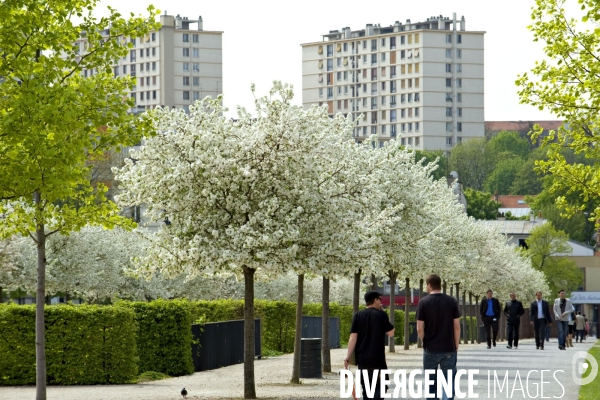 La nature dans la ville - Série 02..Arbres en fleurs au  parc départemental des Cormailles