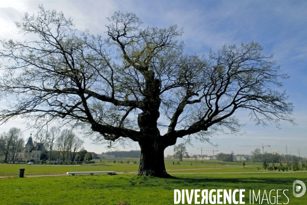 La nature dans la ville Série 02.Un arbre remarquable au parc du Bicheret