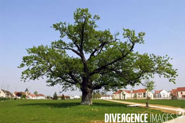 La nature dans la ville Série 02.Un arbre remarquable au parc du Bicheret