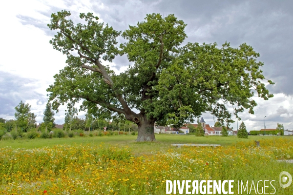 La nature dans la ville Série 02.Un arbre remarquable au parc du Bicheret