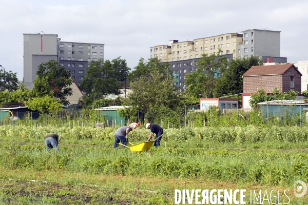 Producteur local en vente directe, l association Territoires à Saint Denis, fait du maraichage biologique et de l insertion sociale.Cueillette des groseilles.