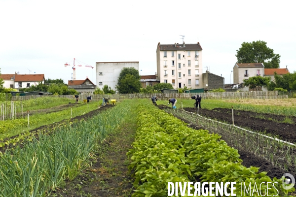 Producteur local en vente directe, l association Territoires à Saint Denis, fait du maraichage biologique et de l insertion sociale.Cueillette des groseilles.