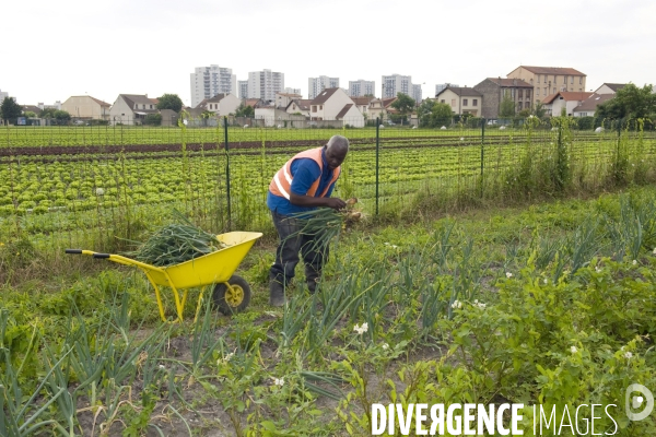 Producteur local en vente directe, l association Territoires à Saint Denis, fait du maraichage biologique et de l insertion sociale.Cueillette des groseilles.