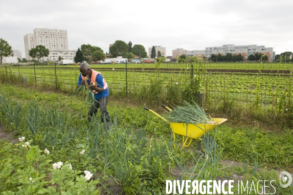 Producteur local en vente directe, l association Territoires à Saint Denis, fait du maraichage biologique et de l insertion sociale.Cueillette des groseilles.