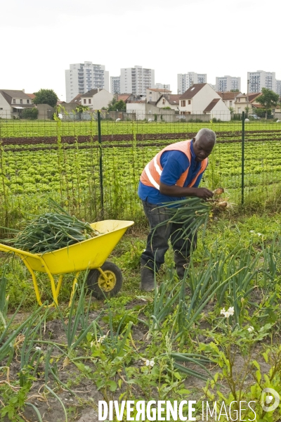 Producteur local en vente directe, l association Territoires à Saint Denis, fait du maraichage biologique et de l insertion sociale.Cueillette des groseilles.