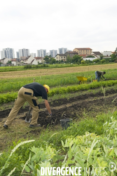 Producteur local en vente directe, l association Territoires à Saint Denis, fait du maraichage biologique et de l insertion sociale.Cueillette des groseilles.