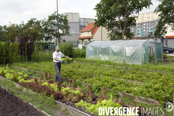 Producteur local en vente directe, l association Territoires à Saint Denis, fait du maraichage biologique et de l insertion sociale.Cueillette des groseilles.