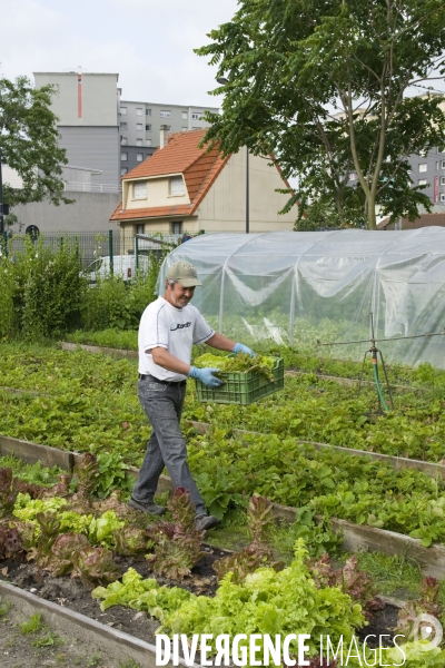 Producteur local en vente directe, l association Territoires à Saint Denis, fait du maraichage biologique et de l insertion sociale.Cueillette des groseilles.