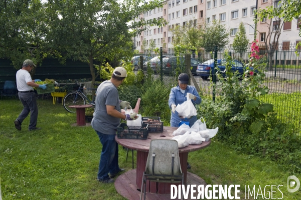 Producteur local en vente directe, l association Territoires à Saint Denis, fait du maraichage biologique et de l insertion sociale.Cueillette des groseilles.