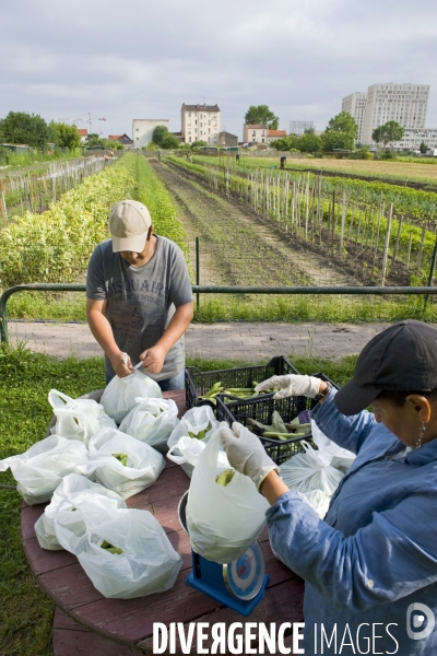 Producteur local en vente directe, l association Territoires à Saint Denis, fait du maraichage biologique et de l insertion sociale.Cueillette des groseilles.