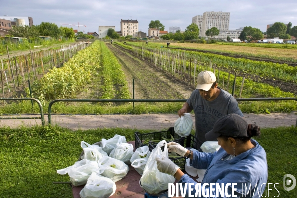 Producteur local en vente directe, l association Territoires à Saint Denis, fait du maraichage biologique et de l insertion sociale.Cueillette des groseilles.