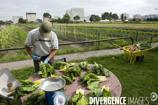 Producteur local en vente directe, l association Territoires à Saint Denis, fait du maraichage biologique et de l insertion sociale.Cueillette des groseilles.