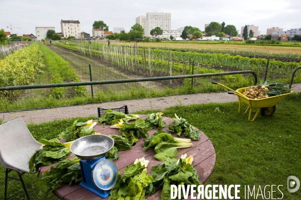 Producteur local en vente directe, l association Territoires à Saint Denis, fait du maraichage biologique et de l insertion sociale.Cueillette des groseilles.