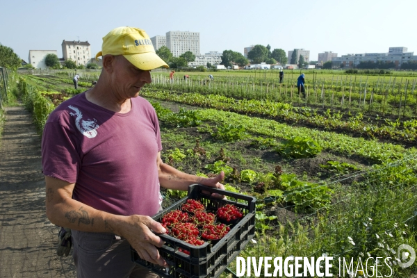 Producteur local en vente directe, l association Territoires à Saint Denis, fait du maraichage biologique et de l insertion sociale.Cueillette des groseilles.