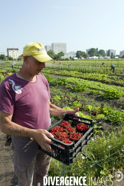 Producteur local en vente directe, l association Territoires à Saint Denis, fait du maraichage biologique et de l insertion sociale.Cueillette des groseilles.