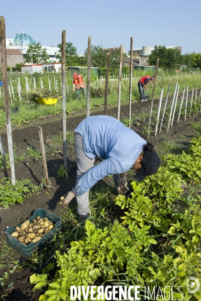 Producteur local en vente directe, l association Territoires à Saint Denis, fait du maraichage biologique et de l insertion sociale.Cueillette des groseilles.